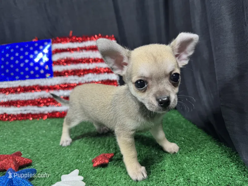 Boston – Chihuahua puppy for sale in Waynesville, MO