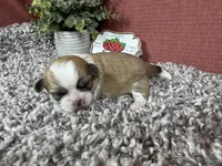 Toby, a male Shih Tzu for sale in Waynesville, MO – 2 of 4