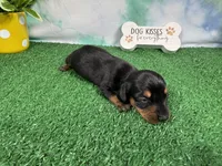 Tulip, a female Miniature Dachshund for sale in Waynesville, MO – 3 of 3