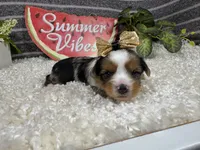 Navaeh, a female Yorkshire Terrier for sale in Waynesville, MO – 2 of 4