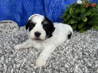 Isaac, a male Havamalt for sale in Waynesville, MO – 3 of 4