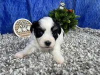 Isaac, a male Havamalt for sale in Waynesville, MO – 2 of 4