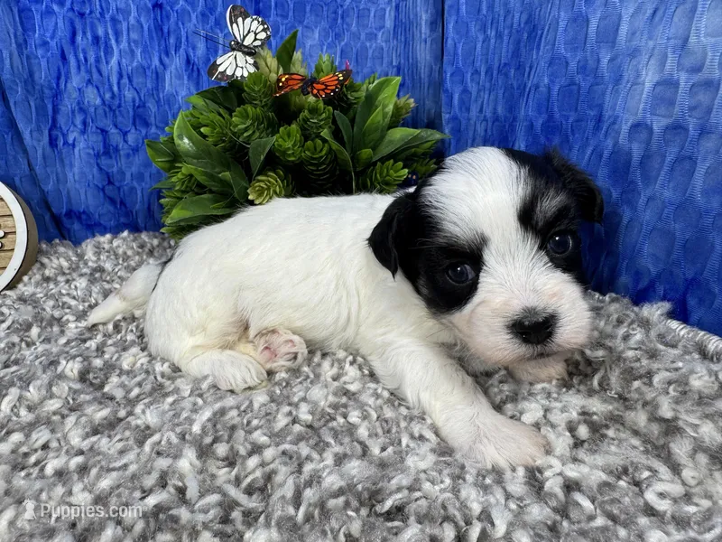 Isaac – Havamalt puppy for sale in Waynesville, MO