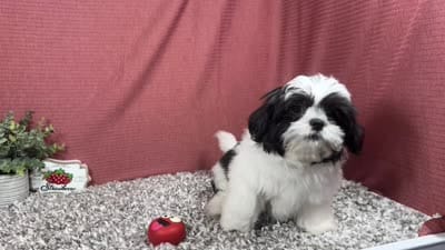 Grey, a male Shih Tzu for sale in Waynesville, MO – 4 of 4