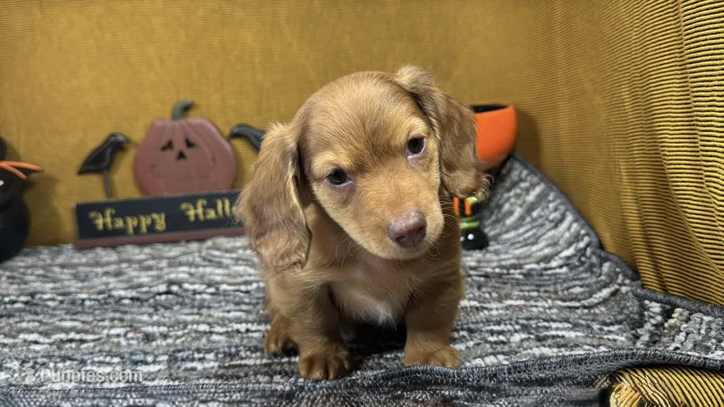 Pepsi – Miniature Dachshund puppy for sale in Waynesville, MO