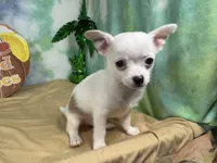 Fox, a male Chihuahua for sale in Waynesville, MO – 5 of 10