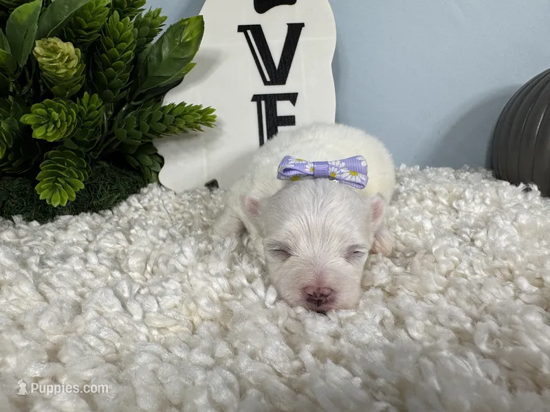 Whisper – Maltese puppy for sale in Waynesville, MO