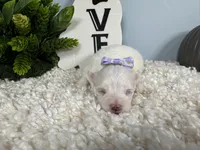 Whisper, a female Maltese for sale in Waynesville, MO – 1 of 3