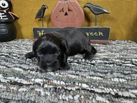 Briggs, a male Peekapoo for sale in Waynesville, MO – 2 of 3