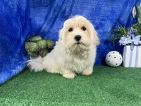 Izen, a male Havamalt for sale in Waynesville, MO – 5 of 10