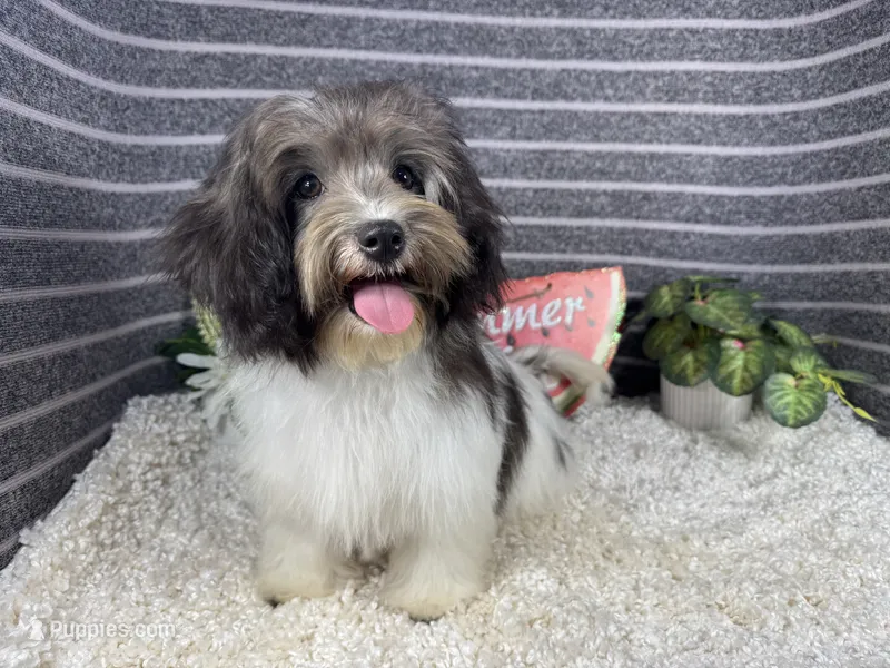 Nehemaih – Maltipoo puppy for sale in Waynesville, MO