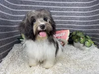 Nehemaih, a male Maltipoo for sale in Waynesville, MO – 1 of 4