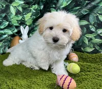 Bean, a male Maltipoo for sale in Waynesville, MO – Photo 3 of 3