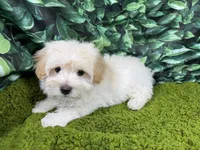 Bean, a male Maltipoo for sale in Waynesville, MO – Photo 2 of 3