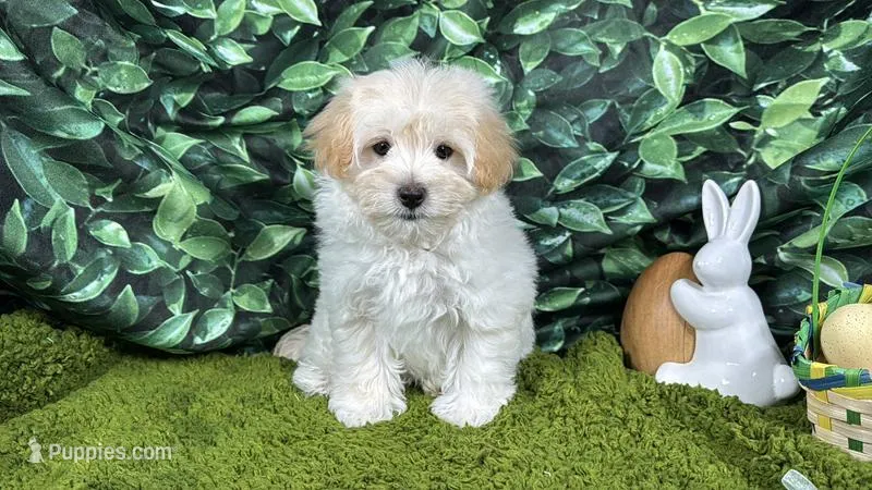 Bean – Maltipoo puppy for sale in Waynesville, MO