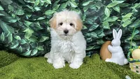 Bean, a male Maltipoo for sale in Waynesville, MO – Photo 1 of 3