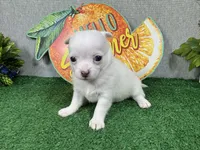 Fox, a male Chihuahua for sale in Waynesville, MO – 2 of 4