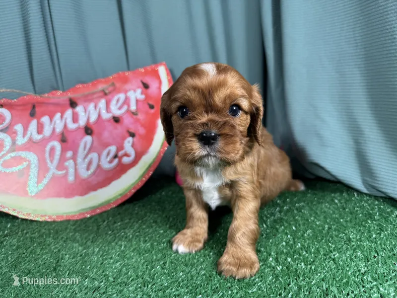 Ruffus – Cavalier King Charles Spaniel puppy for sale in Waynesville, MO