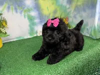 Angie, a female Havapoo for sale in Waynesville, MO – 3 of 3