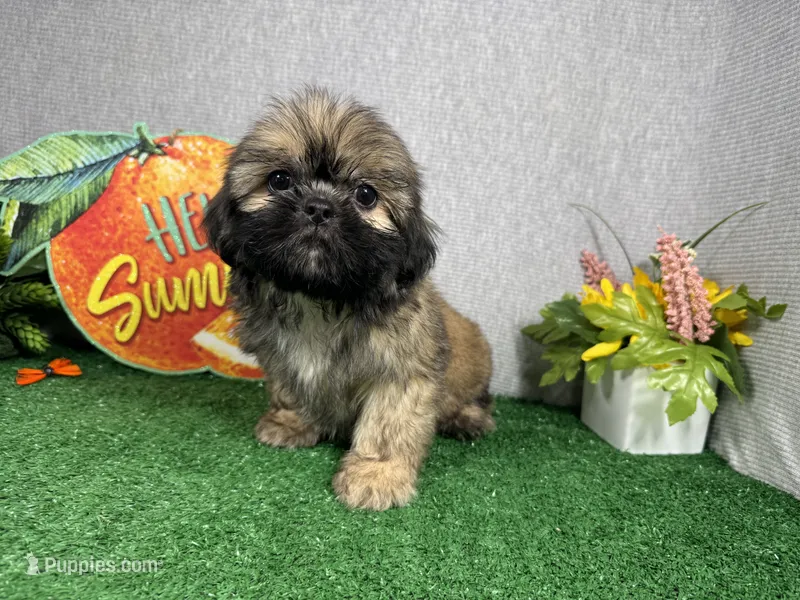 Princeton – Shih Tzu puppy for sale in Waynesville, MO