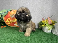 Princeton, a male Shih Tzu for sale in Waynesville, MO – 1 of 10