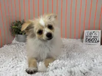 Sarah, a female Pomeranian for sale in Waynesville, MO – 5 of 10