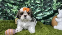 Tundra, a female Shih Tzu for sale in Waynesville, MO – Photo 3 of 3