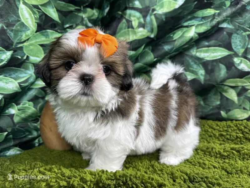 Tundra – Shih Tzu puppy for sale in Waynesville, MO