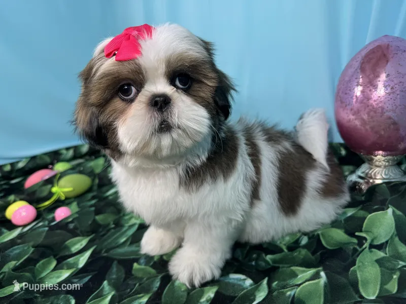 Tundra – Shih Tzu puppy for sale in Waynesville, MO