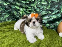 Tundra, a female Shih Tzu for sale in Waynesville, MO – Photo 2 of 3