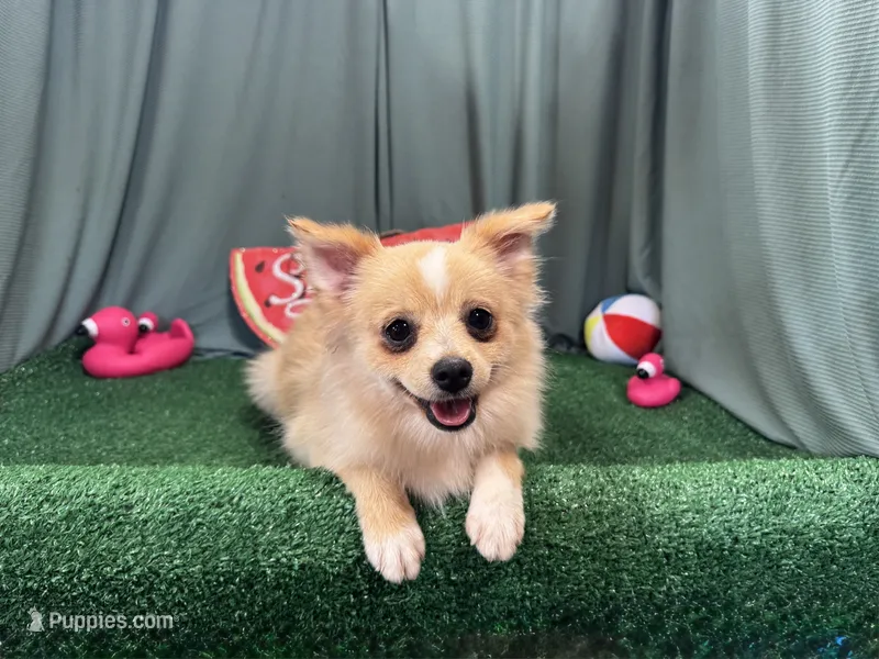 Sarah – Pomeranian puppy for sale in Waynesville, MO