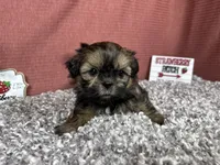 Preacher, a male Shih Tzu for sale in Waynesville, MO – 7 of 10