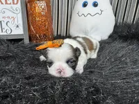 Gem, a female Shih Tzu for sale in Waynesville, MO – 3 of 3