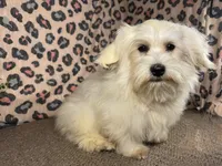 Izen, a male Havamalt for sale in Waynesville, MO – 3 of 10