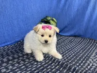 Basil, a female Pomapoo for sale in Waynesville, MO – 2 of 4