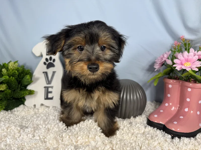 Samuel – Yorkshire Terrier puppy for sale in Waynesville, MO