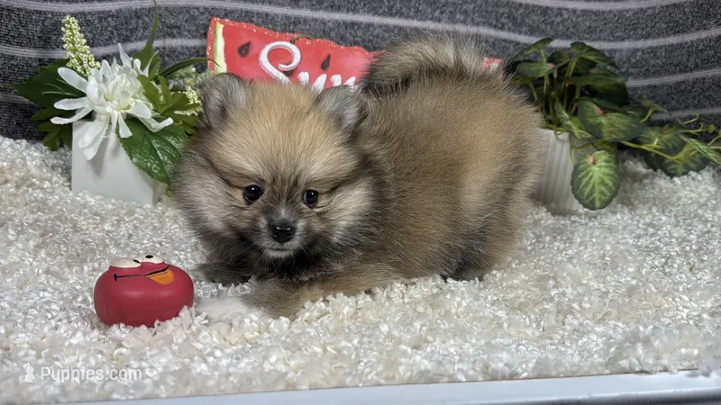 Faye – Pomeranian puppy for sale in Waynesville, MO