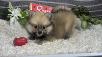 Faye, a female Pomeranian for sale in Waynesville, MO – 1 of 4