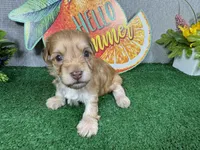 Izaiah, a male Havapoo for sale in Waynesville, MO – 3 of 4