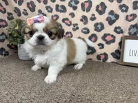 Claire, a female Pekingese for sale in Waynesville, MO – 2 of 4