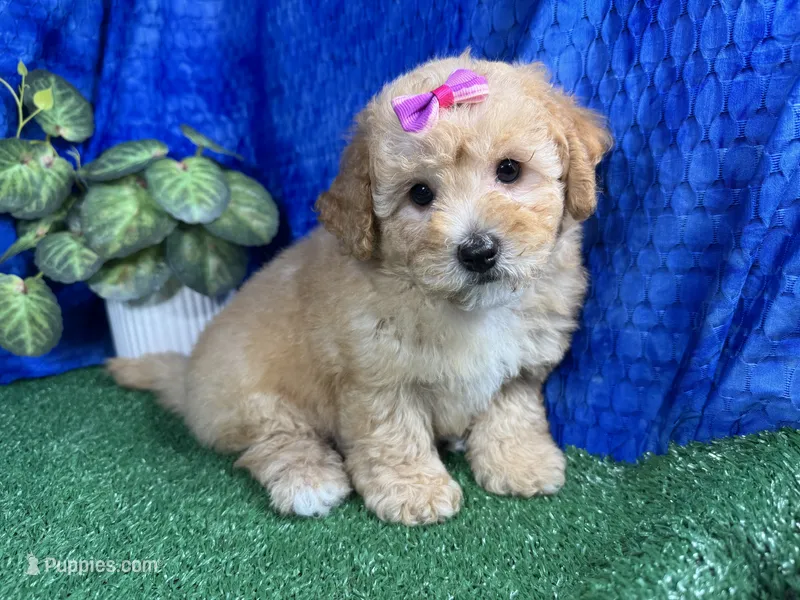 Lady – Poodle - Toy  puppy for sale in Waynesville, MO
