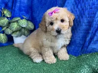 Lady, a female Poodle - Toy  for sale in Waynesville, MO – 1 of 4