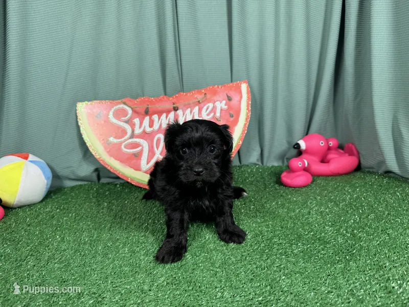 Paxton – Morkie puppy for sale in Waynesville, MO