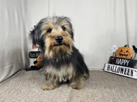 Samuel, a male Yorkshire Terrier for sale in Waynesville, MO – 3 of 10