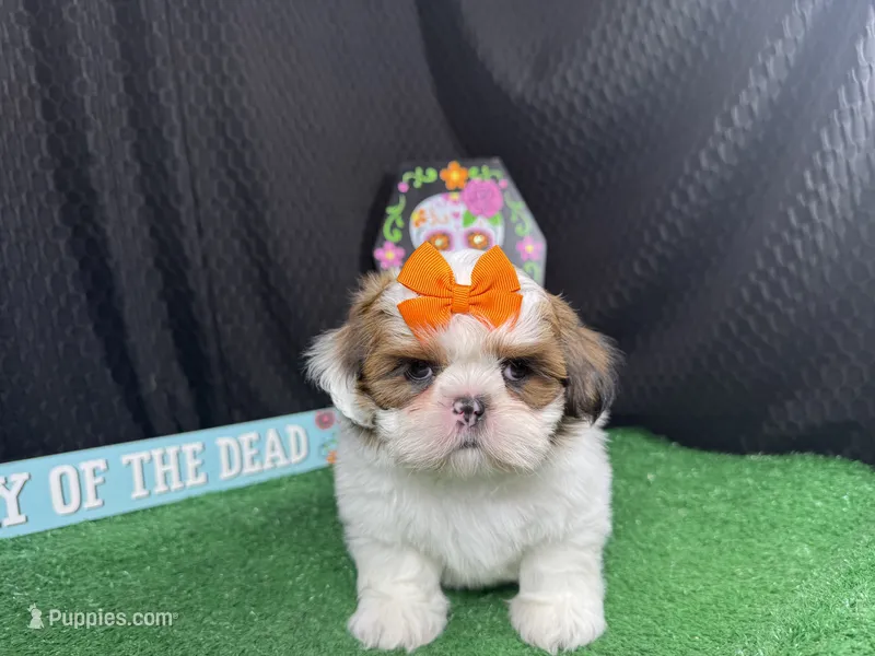 Trixie – Shih Tzu puppy for sale in Waynesville, MO