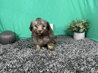 Magnus, a male Havapoo for sale in Waynesville, MO – 2 of 3