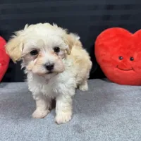 Curtis, a male Maltipoo for sale in Waynesville, MO – Photo 8 of 10