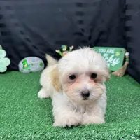 Curtis, a male Maltipoo for sale in Waynesville, MO – Photo 5 of 10