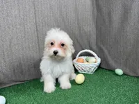 Curtis, a male Maltipoo for sale in Waynesville, MO – Photo 1 of 10