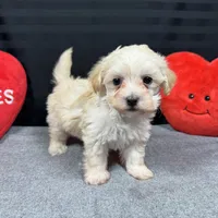 Curtis, a male Maltipoo for sale in Waynesville, MO – Photo 6 of 10